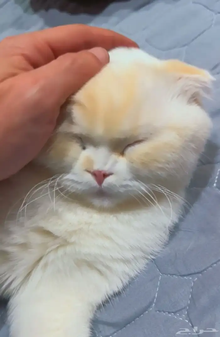 للبيع قط شيرازي و سكوتش فولد ذكر 1