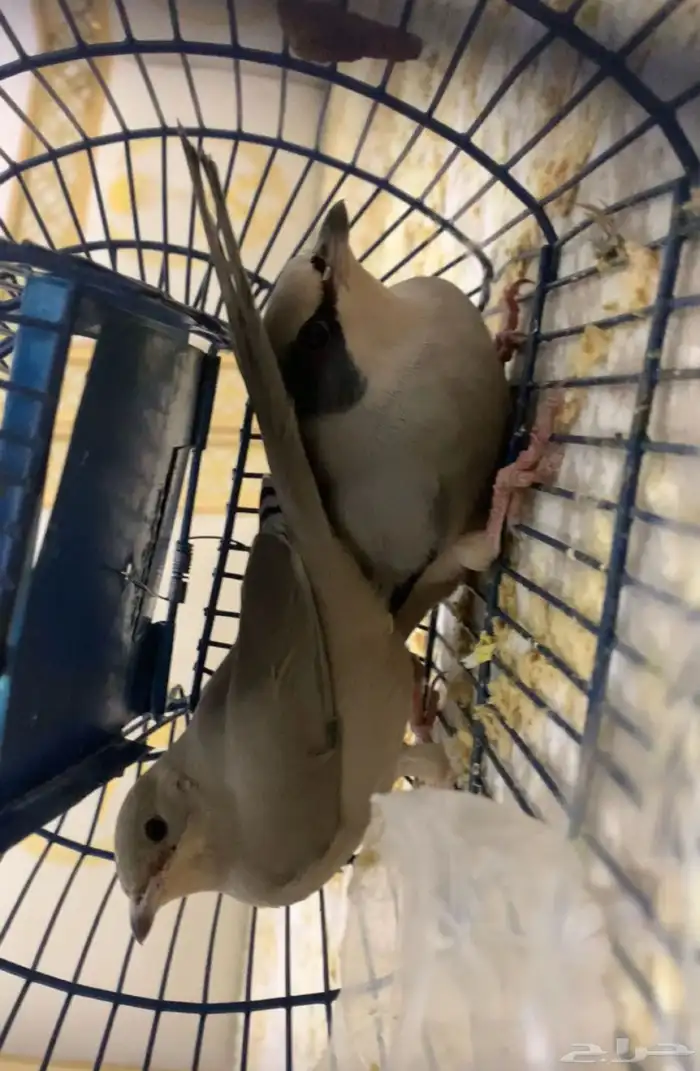 بلابل روسي 0