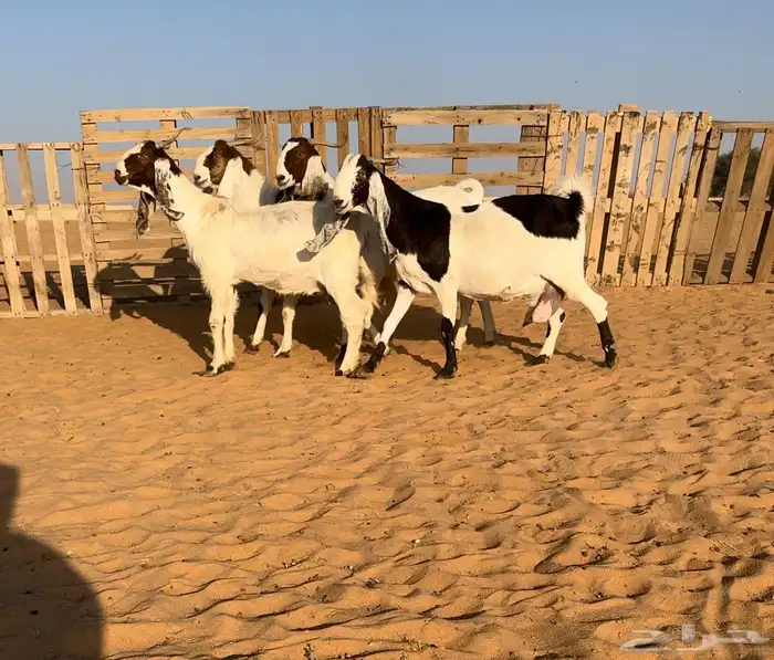 ماعز دفيع مطورات اجروم تم البيع 0