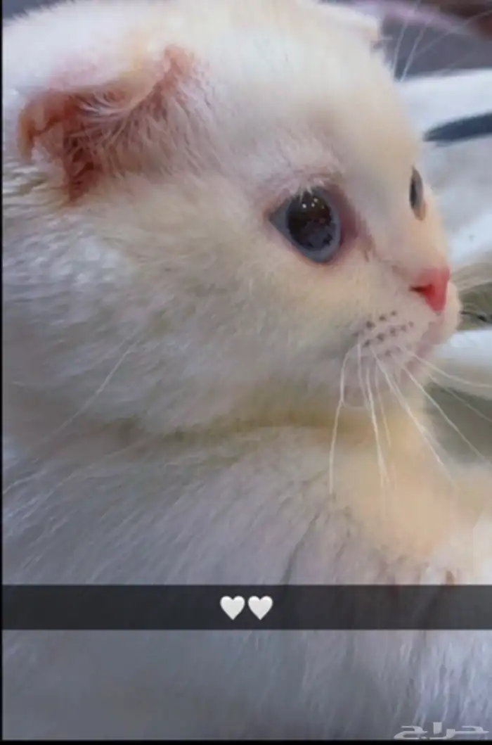 للبيع قط شيرازي و سكوتش فولد ذكر 2