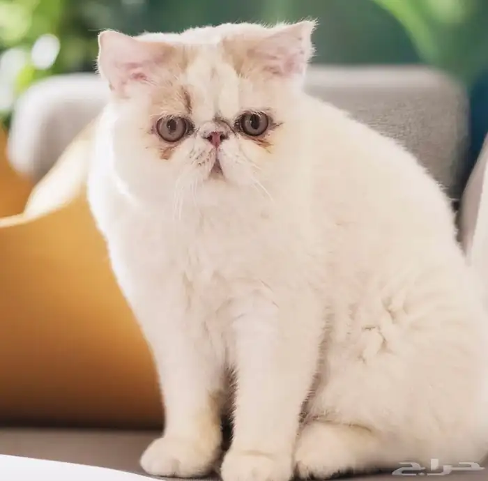 للحجز قطط سكوتش ذكر و انثى 1