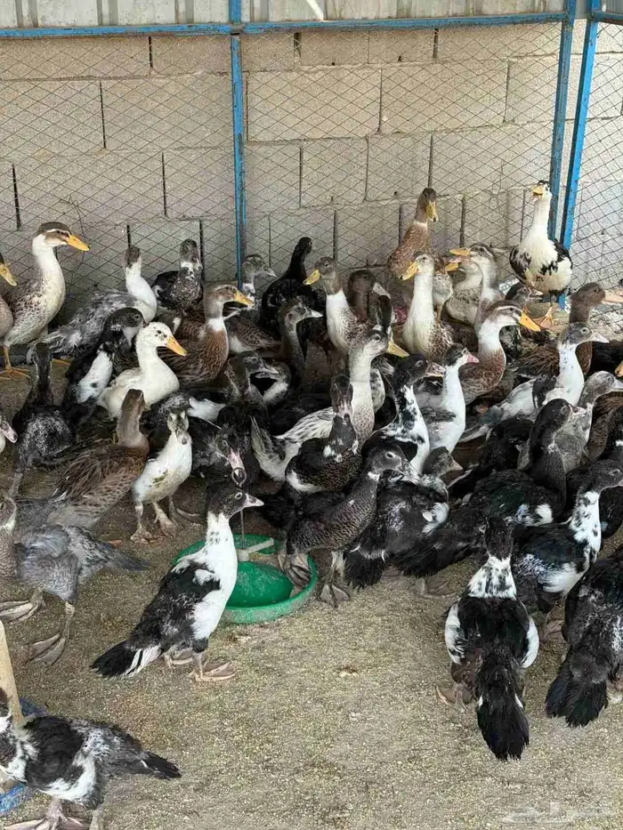 بط بلدي للبيع وجاهز للذبح 2