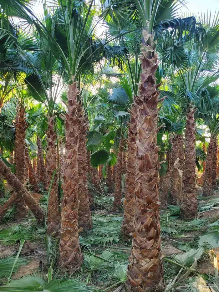 نخل واشنطني زينه جميع المقاسات وتنسيق الحدايق وقص الشجار وتك 2