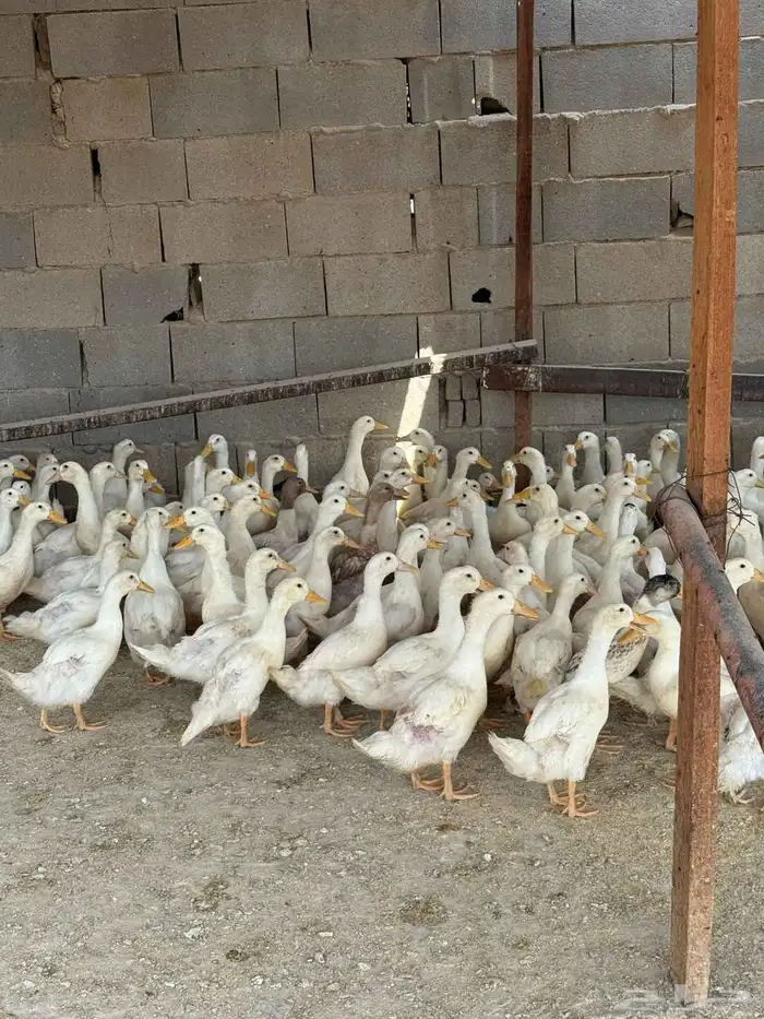 بط بكيني للبيع وجاهز للذبح 0