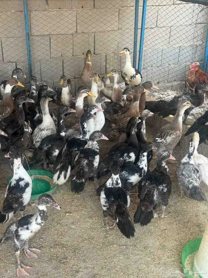 بط بلدي للبيع وجاهز للذبح 1