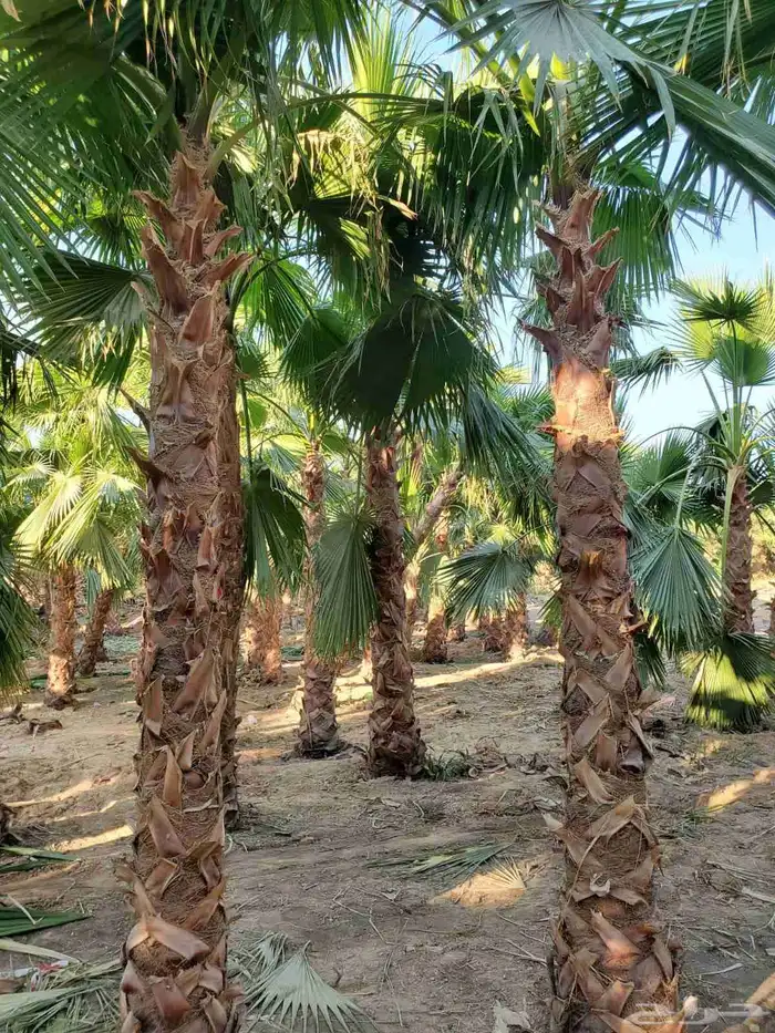 نخل واشنطني زينه جميع المقاسات وتنسيق الحدايق وقص الشجار وتك 1