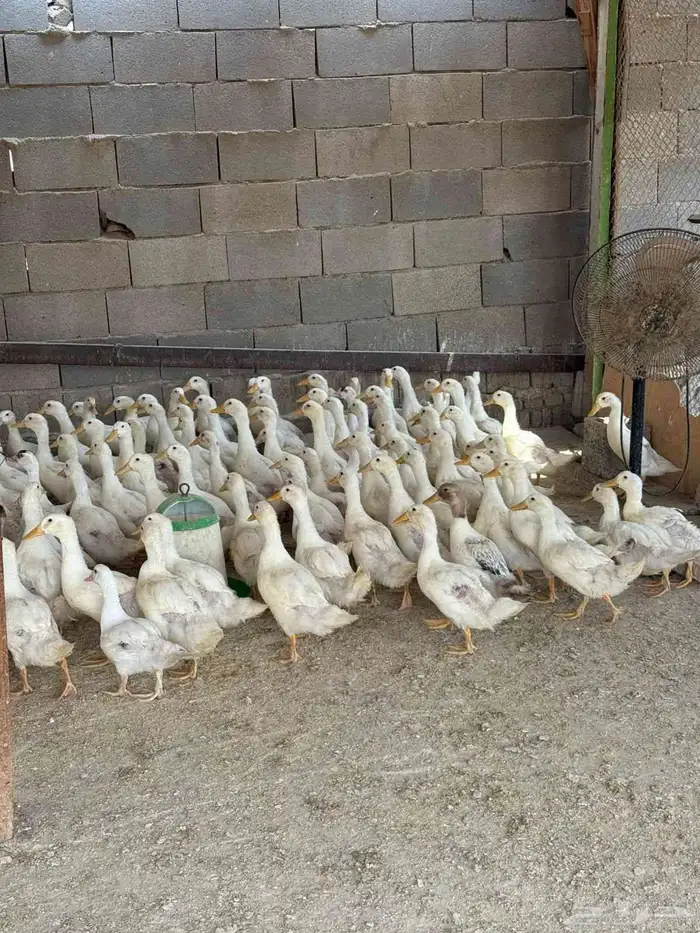 بط بكيني للبيع وجاهز للذبح 1