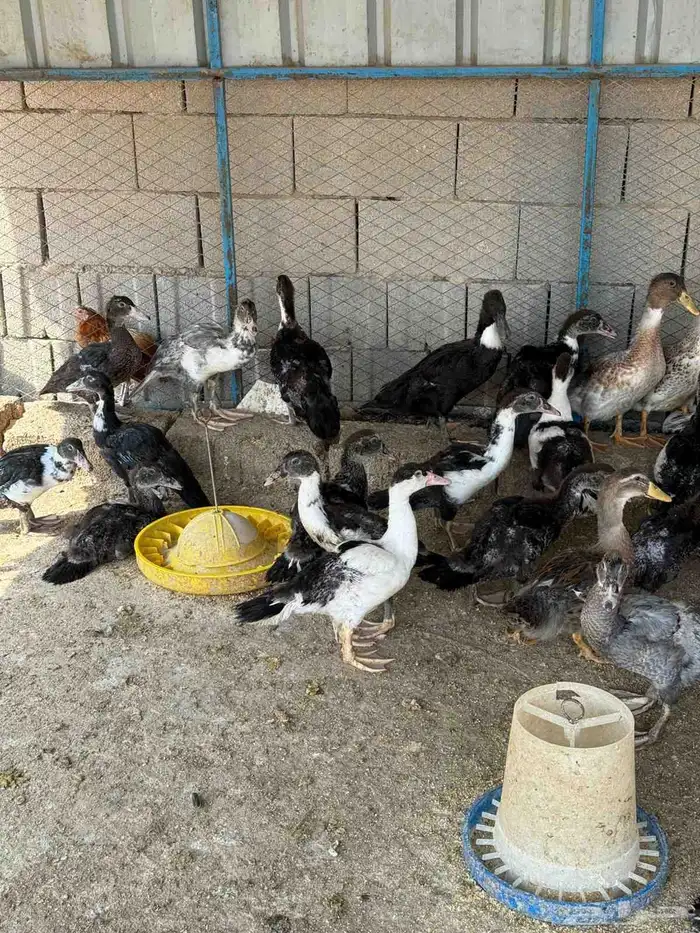 بط بلدي للبيع وجاهز للذبح 0