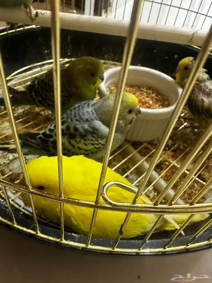 فروخ بادجي نهايه غر وبدايه تكسير حب 0