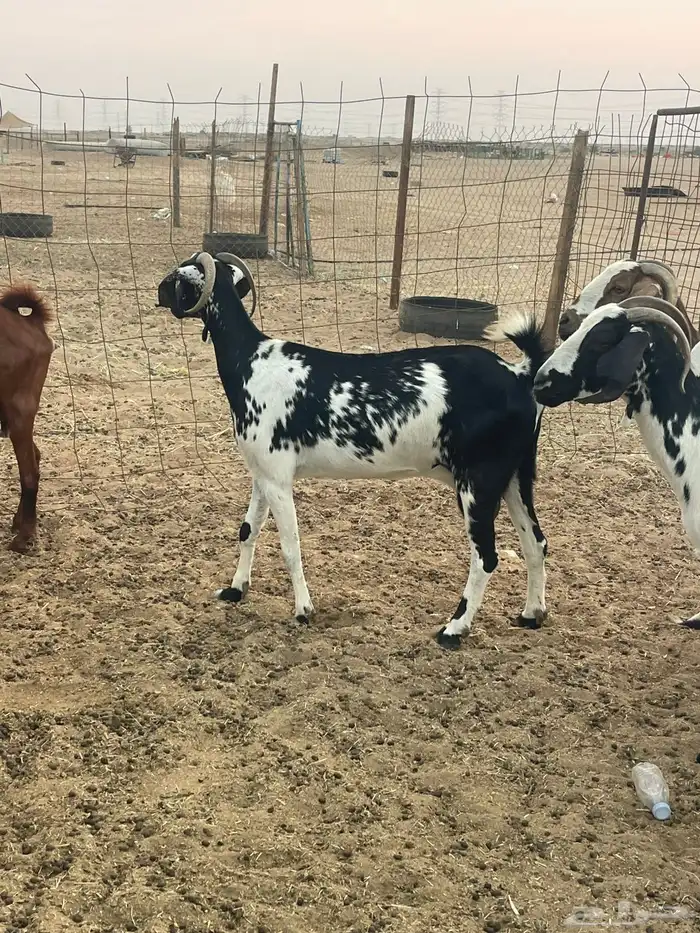 10 معزاء جنوبيات تبارك الرحمن 9