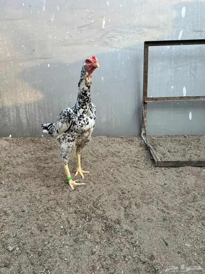 فروخ شامو ياباني 7