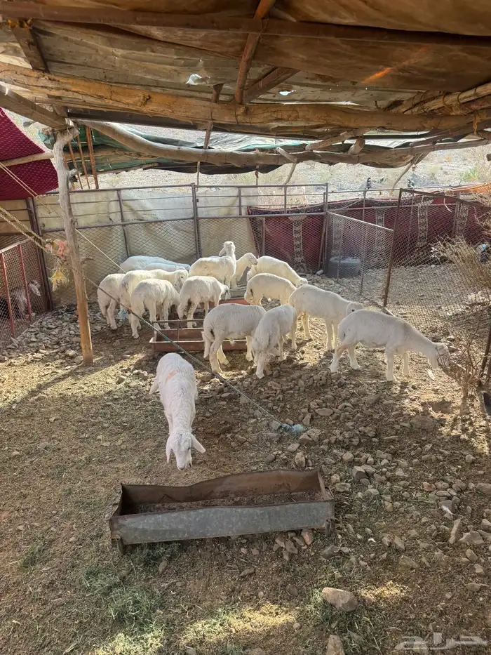 طليان للبيع 1