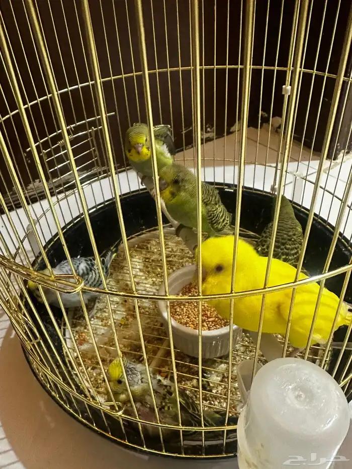 فروخ بادجي نهايه غر وبدايه تكسير حب 3