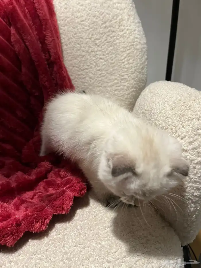 قطط سكوش من أب سكوش ستريك لاعبين ولا طفلين جدا 8