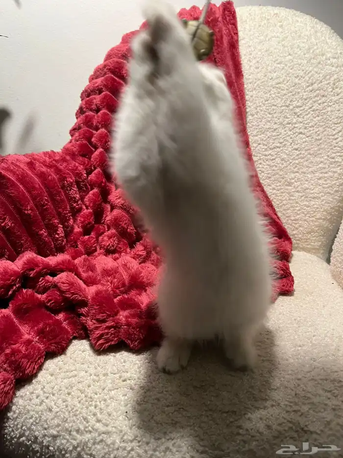 قطط سكوش من أب سكوش ستريك لاعبين ولا طفلين جدا 3