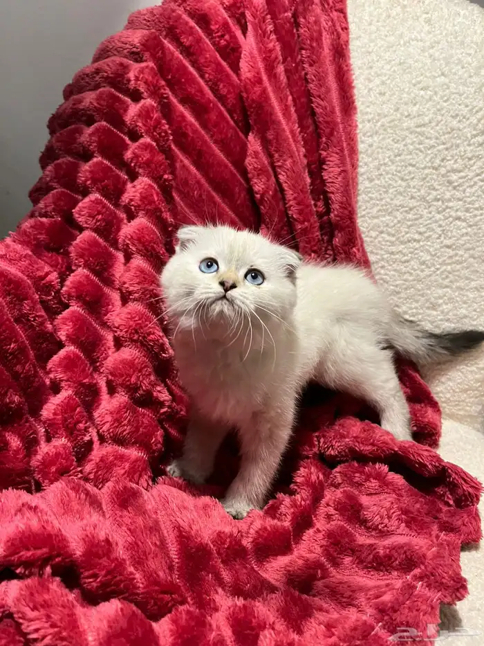 قطط سكوش من أب سكوش ستريك لاعبين ولا طفلين جدا 5