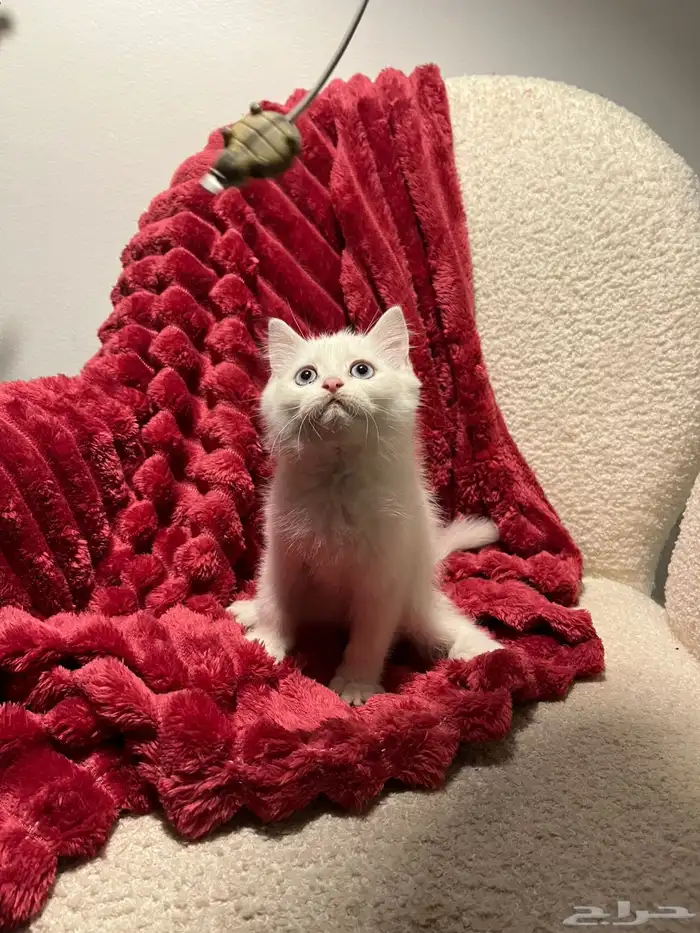 قطط سكوش من أب سكوش ستريك لاعبين ولا طفلين جدا 11