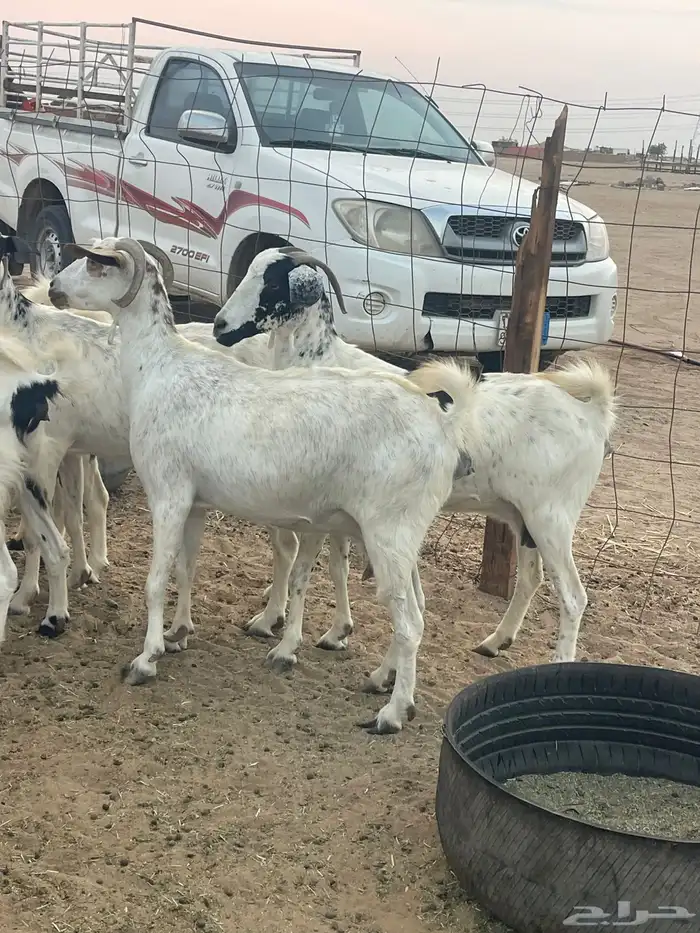 10 معزاء جنوبيات تبارك الرحمن 2