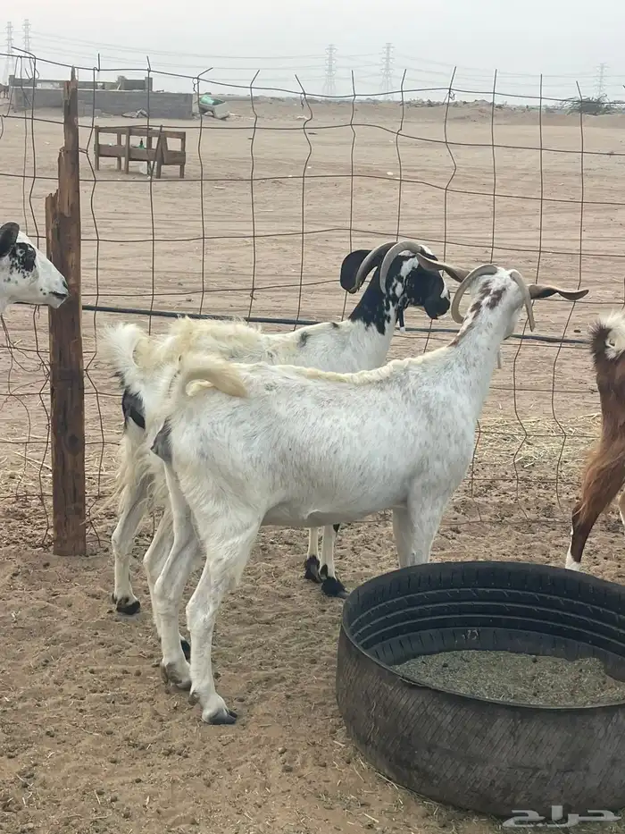 10 معزاء جنوبيات تبارك الرحمن 7