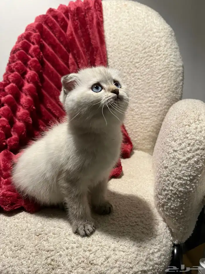 قطط سكوش من أب سكوش ستريك لاعبين ولا طفلين جدا 2