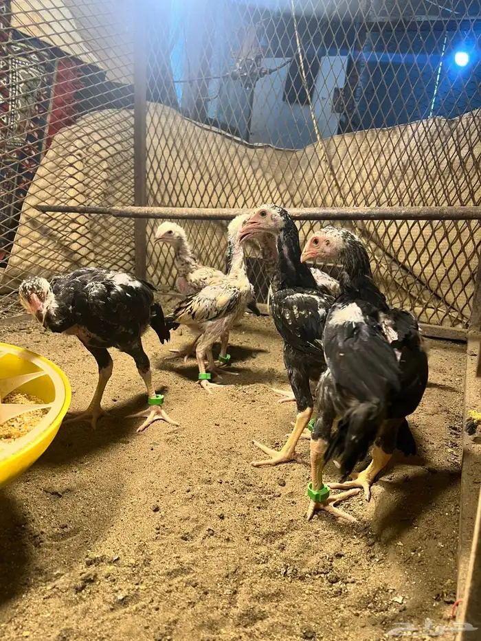 فروخ شامو ياباني 3