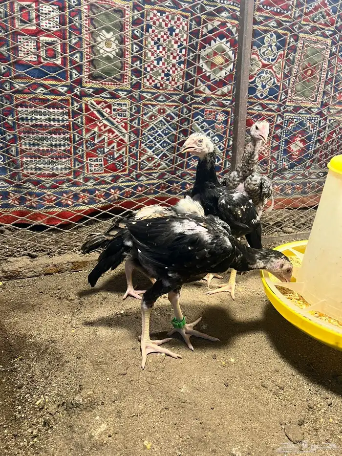 فروخ شامو ياباني 4