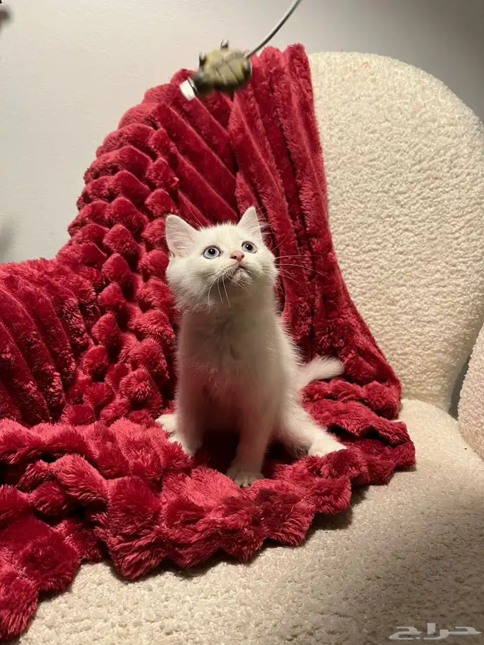 قطط سكوش من أب سكوش ستريك لاعبين ولا طفلين جدا 10