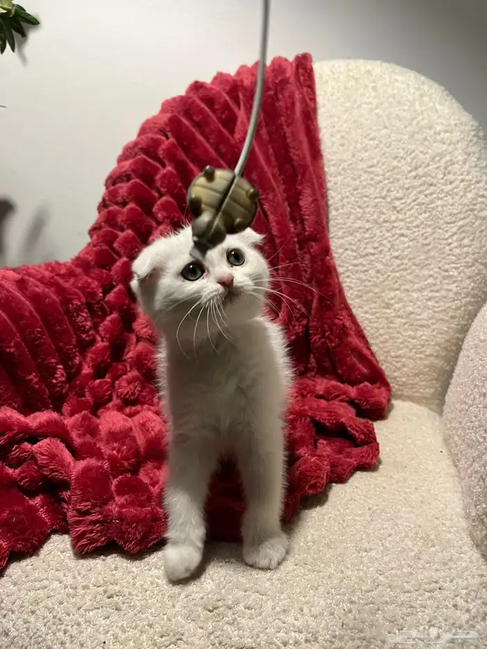 قطط سكوش من أب سكوش ستريك لاعبين ولا طفلين جدا 9