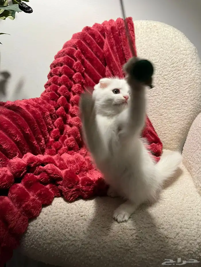 قطط سكوش من أب سكوش ستريك لاعبين ولا طفلين جدا 14