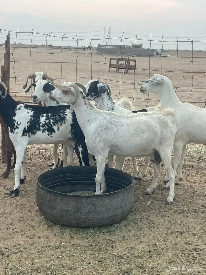 10 معزاء جنوبيات تبارك الرحمن 1