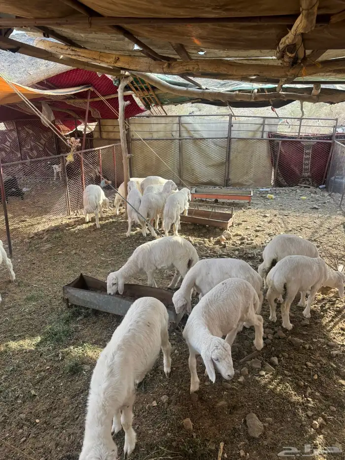 طليان للبيع 0