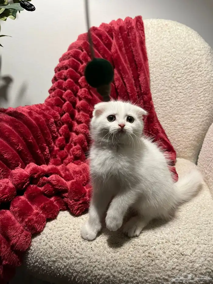 قطط سكوش من أب سكوش ستريك لاعبين ولا طفلين جدا 0