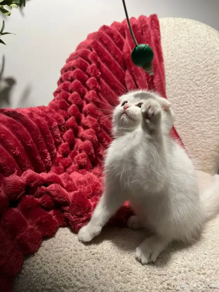 قطط سكوش من أب سكوش ستريك لاعبين ولا طفلين جدا 12