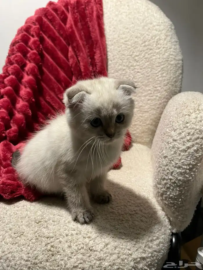 قطط سكوش من أب سكوش ستريك لاعبين ولا طفلين جدا 6