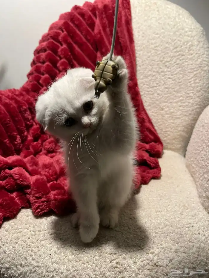 قطط سكوش من أب سكوش ستريك لاعبين ولا طفلين جدا 4