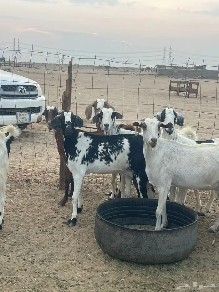 10 معزاء جنوبيات تبارك الرحمن 5