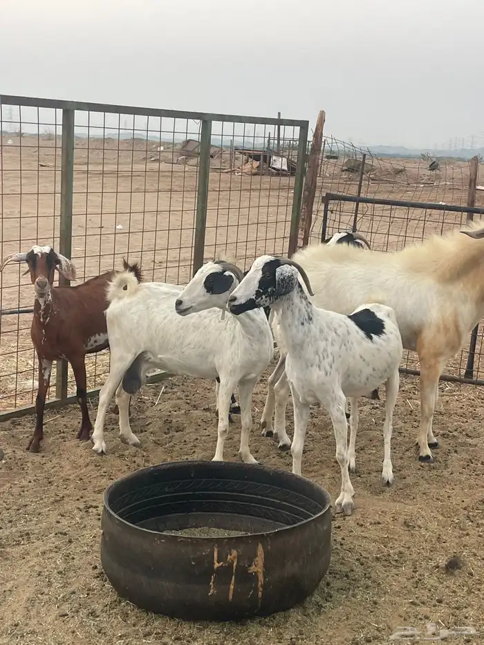 10 معزاء جنوبيات تبارك الرحمن 8