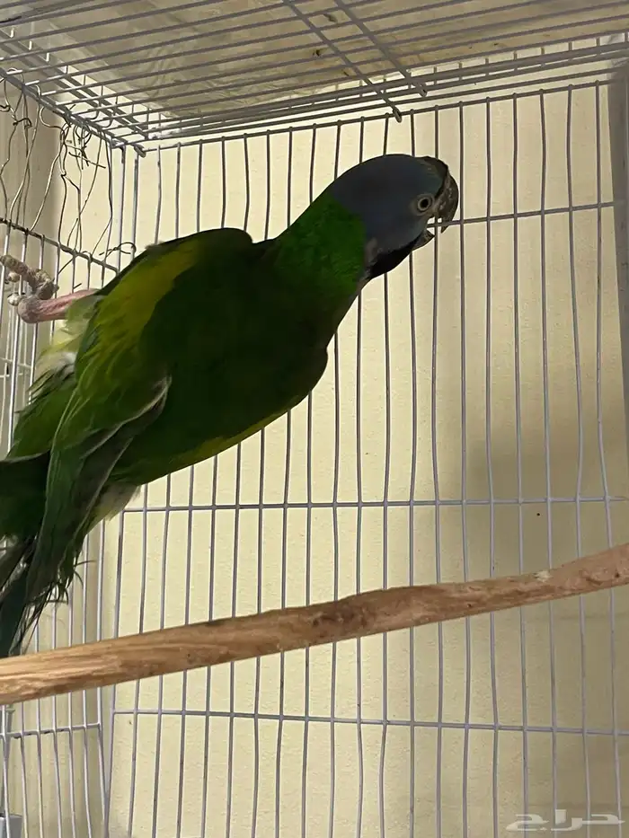 مطلوب ذكر ذرة ذربيا منتج للبيع العمر لا يقل عن سنتين 2