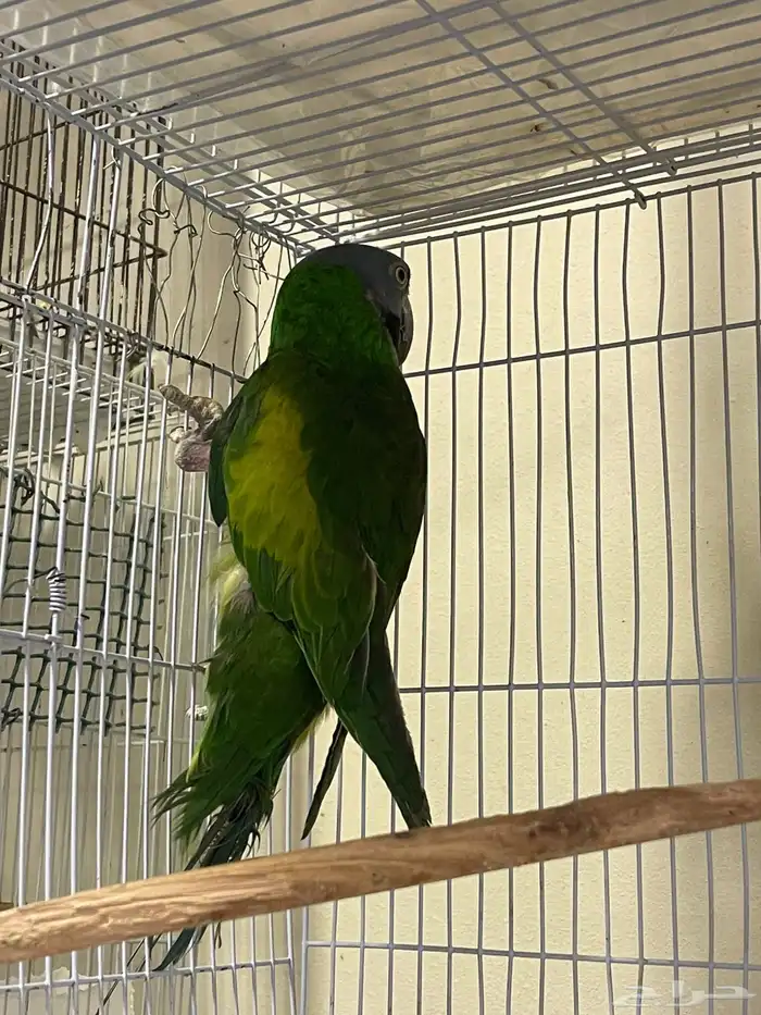 مطلوب ذكر ذرة ذربيا منتج للبيع العمر لا يقل عن سنتين 1