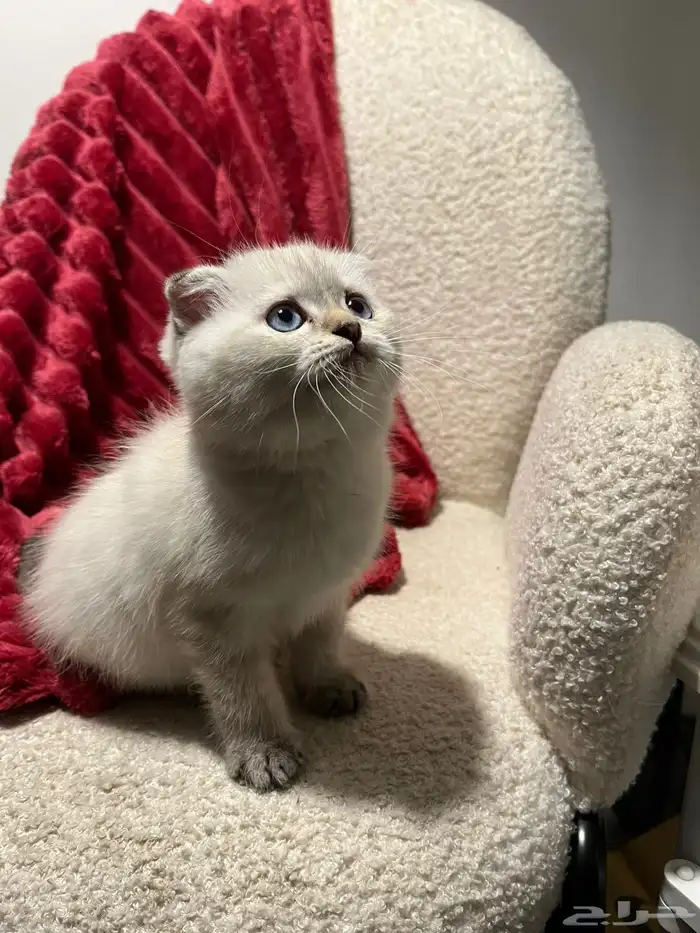 قطط سكوش من أب سكوش ستريك لاعبين ولا طفلين جدا 13