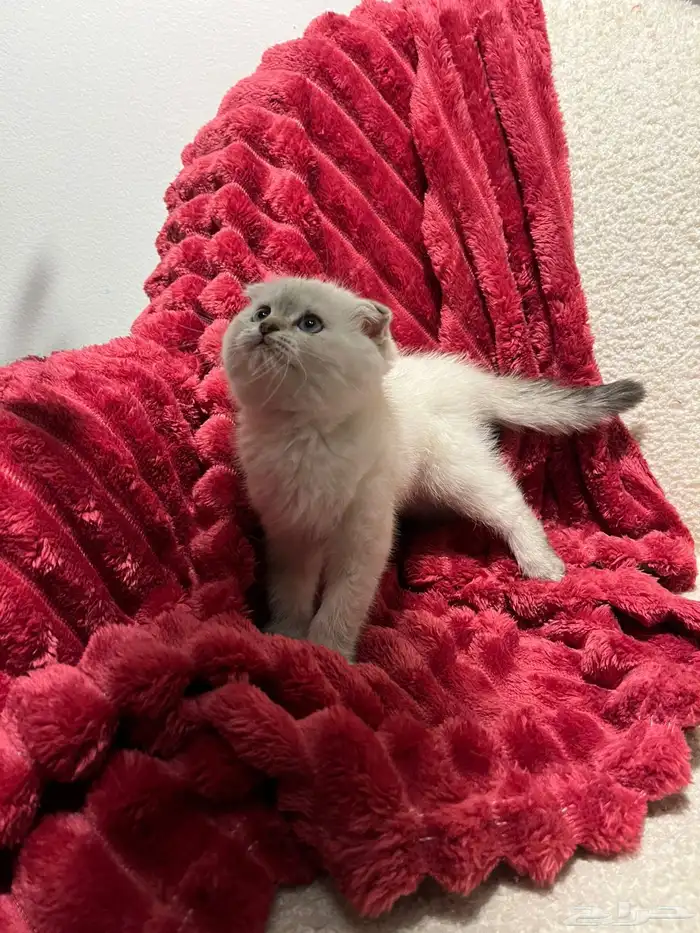 قطط سكوش من أب سكوش ستريك لاعبين ولا طفلين جدا 1