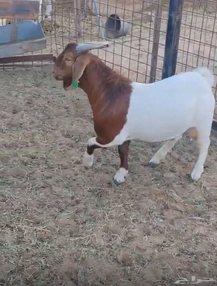 تيس بورقوت اصل عمره 8 شهور تقريبا 0