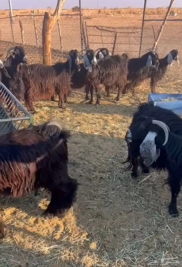 عوارض متابيع ومقرعه عددها 17 معها 19 0