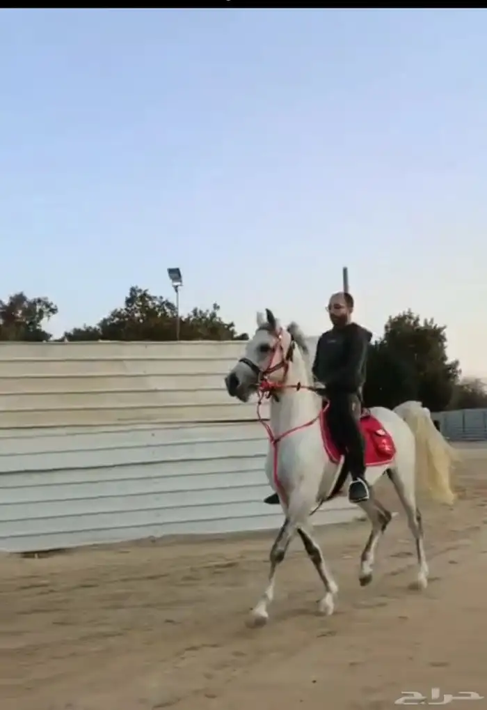 حصان واهو ولد عمار العامريه جده العديد الشقب 2