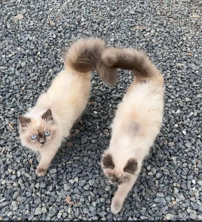 قطوه هيملايا 0