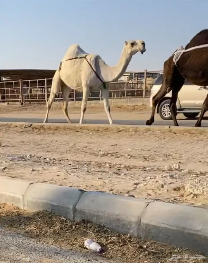 عرض ضروبه وضحى كفو 0