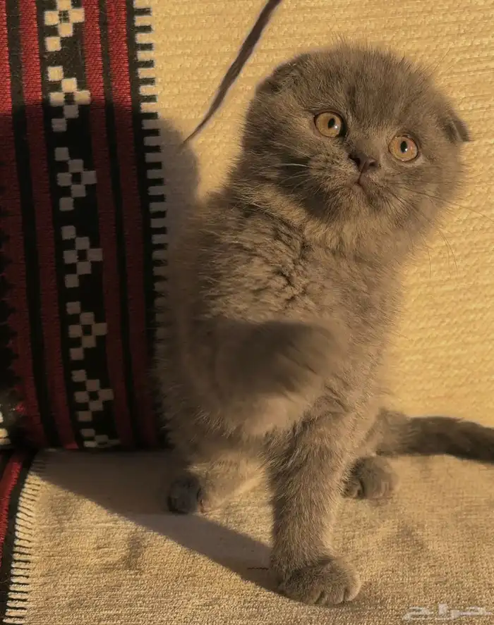 قطط سكوتش ستريت   فولد  قطط شيرازي 1