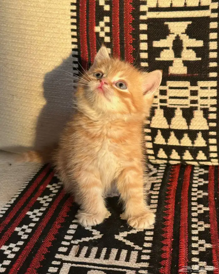 قطط سكوتش ستريت   فولد  قطط شيرازي 2