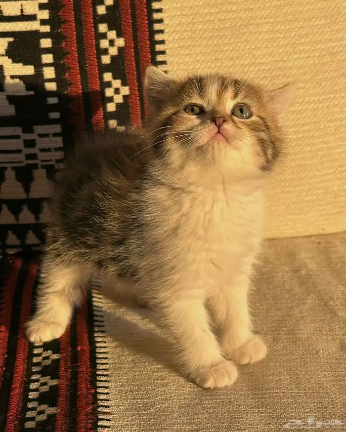 قطط سكوتش ستريت   فولد  قطط شيرازي 3