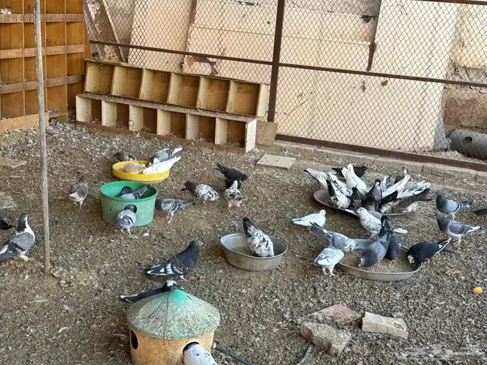 حمام مشكل للبيع 3